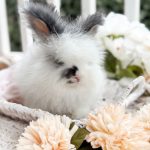 Bunnie MrOtterton Rumor2 7 6 26
