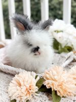 Bunnie MrOtterton Rumor2 7 6 26