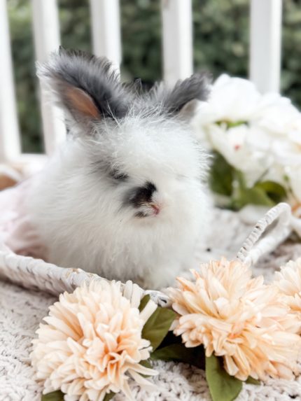 Bunnie MrOtterton Rumor2 7 6 26