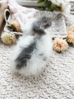 Bunnie MrOtterton Rumor3 7 6 26