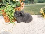 Hopps Noodles Tater 6 10 26