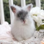 Maddie Tatertot Mojo2 7 6 26