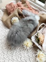 Maddie Tatertot Vivy1 7 6 26