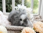 Maddie Tatertot Vivy2 7 6 26