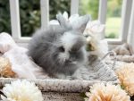Maddie Tatertot Vivy3 7 6 26