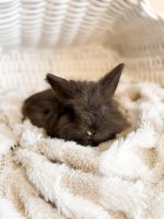 Nori Licorice fudge1 2 1 26