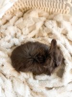 Nori Licorice fudge2 2 1 26