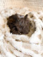 Nori Licorice fudge3 2 1 26