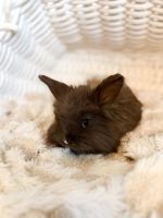 Nori Licorice fudge 2 1 26