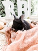 Nori jasper a1 5 12 26
