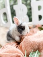 blueberry jungleboy a2 5 12 26