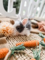 blueberry jungleboy a3 5 12 26