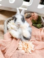 blueberry jungleboy a4 5 12 26