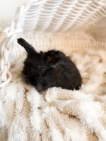 bluey chicago shadow2 2 1 26