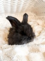 bluey chicago shadow3 2 1 26