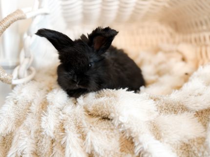 bluey chicago shadow 2 1 26