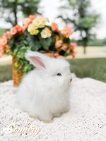 carrots iceicebaby apollo1 6 08 26