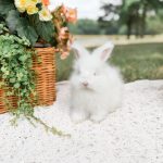 carrots iceicebaby apollo2 6 08 26