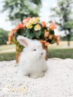 carrots iceicebaby apollo3 6 08 26