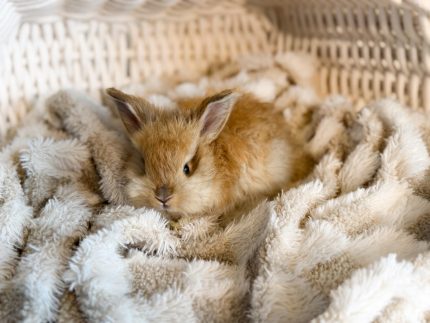 cinnabon hopalongCassidy guppy2 2 1 26