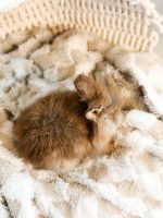 jellybean copper archie1 2 1 26