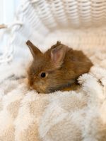 jellybean copper archie2 2 1 26