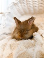 jellybean copper archie3 2 1 26