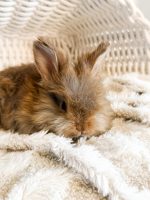 jellybean copper archie 2 1 26