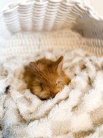 jellybean copper mango1 2 1 26