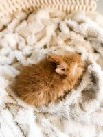 jellybean copper mango3 2 1 26