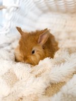 jellybean copper mango 2 1 26