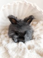 laineyWilson ChocolateMilk pepper a1 2 19 26