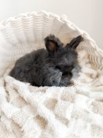 laineyWilson ChocolateMilk pepper a3 2 19 26