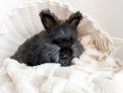 laineyWilson ChocolateMilk pepper a4 2 19 26