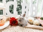 ribbons tatortot b1 5 12 26