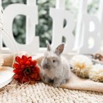 ribbons tatortot b1 5 12 26