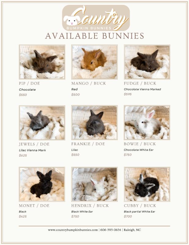 English Angora bunny pick list example