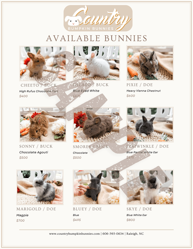 English Angora bunny pick list example