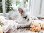 Bunnie MrOtterton Bodie1 7 6 26