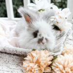 Bunnie MrOtterton Bodie 7 6 26