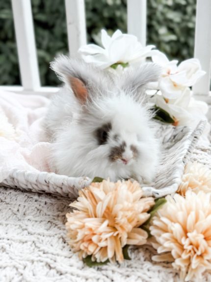 Bunnie MrOtterton Bodie 7 6 26