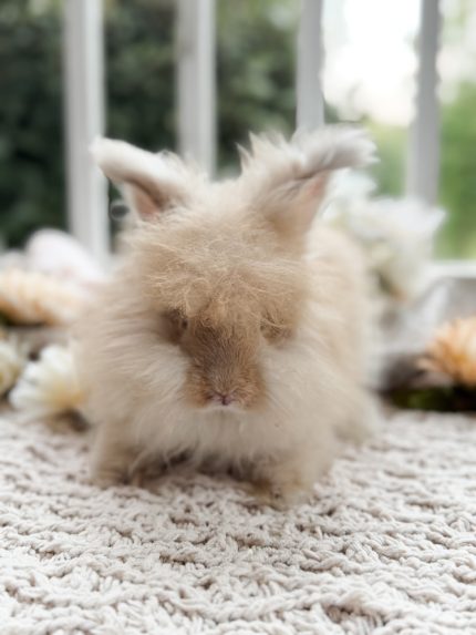 Bunnie MrOtterton Callaway1 7 6 26