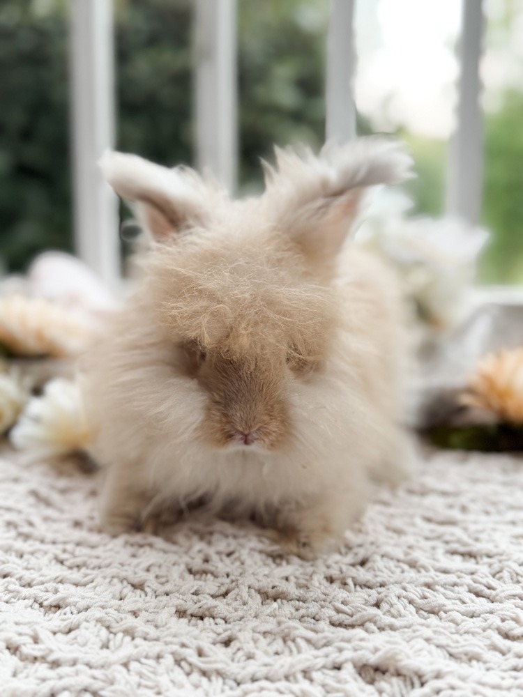 Bunnie MrOtterton Callaway1 7 6 26 Bunnie MrOtterton Callaway1 7 6 26