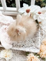 Bunnie MrOtterton Callaway2 7 6 26