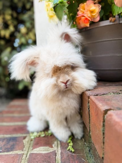 Bunnie MrOtterton Callaway3 9 6 26