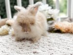 Bunnie MrOtterton Callaway 7 6 26
