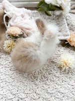 Bunnie MrOtterton Kitty1 7 6 26