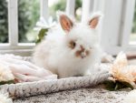 Bunnie MrOtterton Kitty2 7 6 26