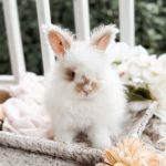 Bunnie MrOtterton Kitty3 7 6 26