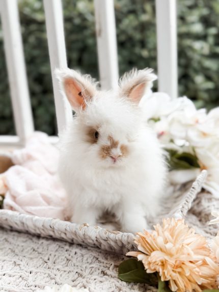 Bunnie MrOtterton Kitty3 7 6 26